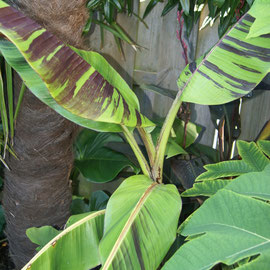 musa sikkimensis red tiger