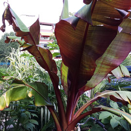 Ensete Maurelii