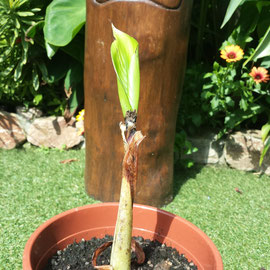 Ensete glaucum