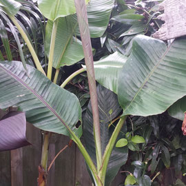 musa sikkimensis