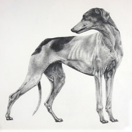 Greyhound - 35x55- matita nera