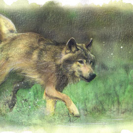 Lupo -Tecnica mista su carta - 16x26