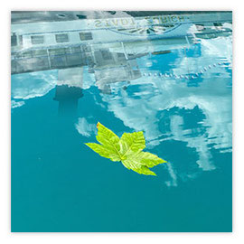StadtSicht 152d: grünes Blatt schwimmt auf dem Zürisee