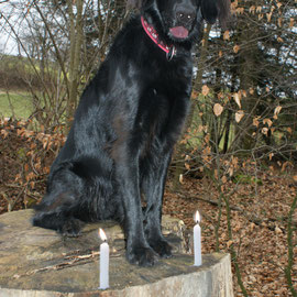 Bliss feiert auf ihrem geliebten Baumstamm mit Kerzli ihren Geburtstag