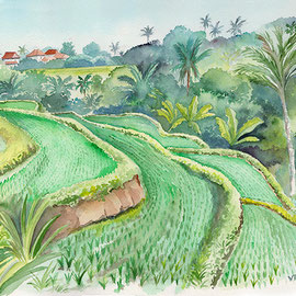 Carnet de voyage aquarelle, Indonésie Rizières Bali