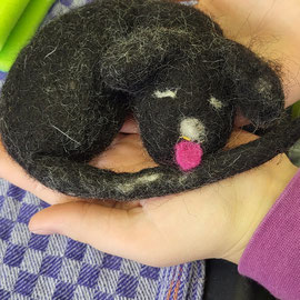 Hund von einem Jungen ab 3. Klasse