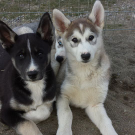 Siberian husky puppies