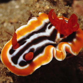 Magnificent Chromodoris - Prachtsternschnecke - Chromodoris magnifica