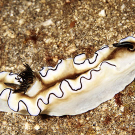 Black margin nudibranch - Doriprismatica atromarginata