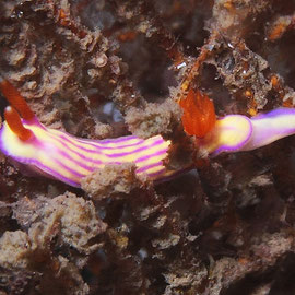 Hypselodoris whitei