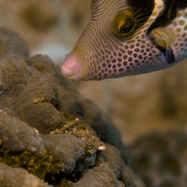 False Puffer - Mimikry-Feilenfisch - Paraluteres prionurus