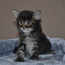 Mâle 1 mois Black Tabby 