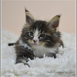 Janko mâle 7 semaines Black tabby et blanc