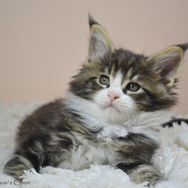 Jazz mâle 7 semaines  Black tabby et blanc 