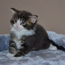 mâle Black Tabby et blanc  1 mois