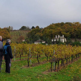 Vignes - Crédit photo Gaillac Rando 