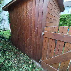 Holz bereits von Efeu entfernt.