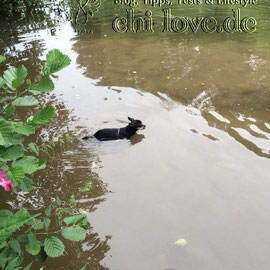 Chi-Love.de | BLOG | Magazin | Chihuahua-Planschparade | Chihuahuas im Wasser | 