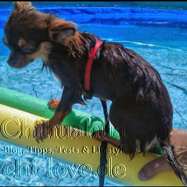 Chi-Love.de | BLOG | Magazin | Chihuahua-Planschparade | Chihuahuas im Wasser | 