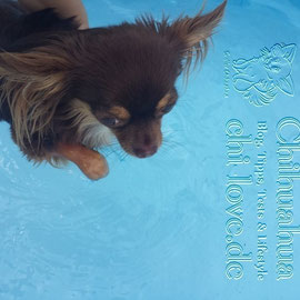 Chi-Love.de | BLOG | Magazin | Chihuahua-Planschparade | Chihuahuas im Wasser | 