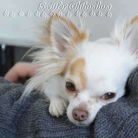 Chi-Love.de  | Die Seite für Chihuahua-Eltern! | BLOG | Magazin | Swiffer Chihuahua