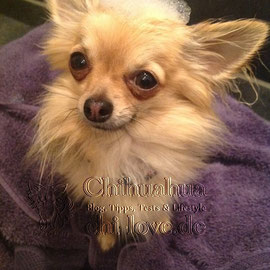 Chi-Love.de | BLOG | Magazin | Chihuahua-Planschparade | Chihuahuas im Wasser | Brutus mit Schaumkrone