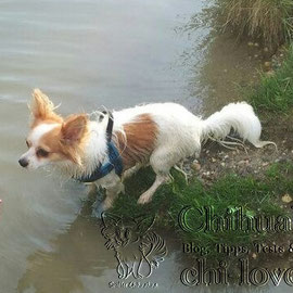 Chi-Love.de | BLOG | Magazin | Chihuahua-Planschparade | Chihuahuas im Wasser | Und wird dabei immer mutiger. 