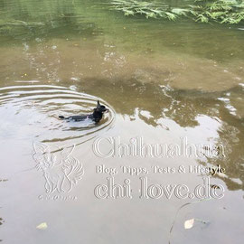 Chi-Love.de | BLOG | Magazin | Chihuahua-Planschparade | Chihuahuas im Wasser | 