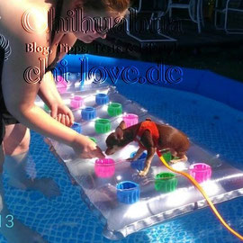 Chi-Love.de | BLOG | Magazin | Chihuahua-Planschparade | Chihuahuas im Wasser | 