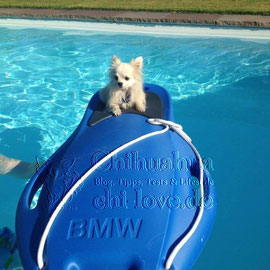 Chi-Love.de | BLOG | Magazin | Chihuahua-Planschparade | Chihuahuas im Wasser | 
