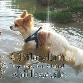 Chi-Love.de | BLOG | Magazin | Chihuahua-Planschparade | Chihuahuas im Wasser | 