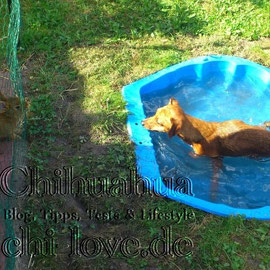 Chi-Love.de | BLOG | Magazin | Chihuahua-Planschparade | Chihuahuas im Wasser | 