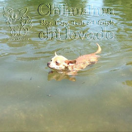 Chi-Love.de | BLOG | Magazin | Chihuahua-Planschparade | Chihuahuas im Wasser | 