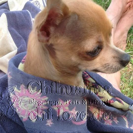 Chi-Love.de | BLOG | Magazin | Chihuahua-Planschparade | Chihuahuas im Wasser | 