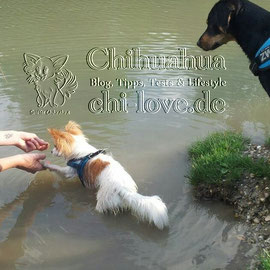 Chi-Love.de | BLOG | Magazin | Chihuahua-Planschparade | Chihuahuas im Wasser | Gismo übt schwimmen