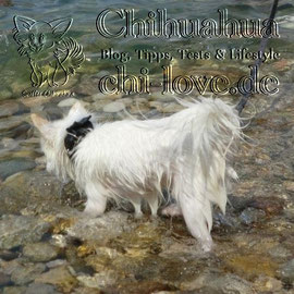 Chi-Love.de | BLOG | Magazin | Chihuahua-Planschparade | Chihuahuas im Wasser | Chris macht es richtig und kühlt sich erst mal die Pfötchen ab. 