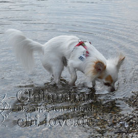 Chi-Love.de | BLOG | Magazin | Chihuahua-Planschparade | Chihuahuas im Wasser | Swiffer denkt sich, was die doofen Enten können, kann ich auch. 