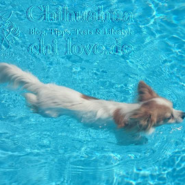 Chi-Love.de | BLOG | Magazin | Chihuahua-Planschparade | Chihuahuas im Wasser | Gismo! Habt ihr ihn erkannt? Hier macht er seinen Freischwimmer. 