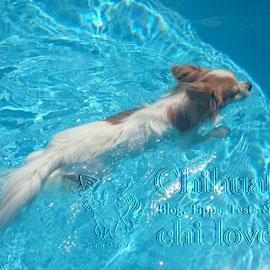 Chi-Love.de | BLOG | Magazin | Chihuahua-Planschparade | Chihuahuas im Wasser | Gismo ist nicht mehr aufzuhalten. 