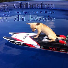 Chi-Love.de | BLOG | Magazin | Chihuahua-Planschparade | Chihuahuas im Wasser | Coco, die nächste Bootbesitzerin. Wer hier wohl mehr Spaß hat? Herrchen oder Coco? 