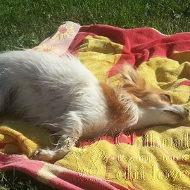 Chi-Love.de | BLOG | Magazin | Chihuahua-Planschparade | Chihuahuas im Wasser | 