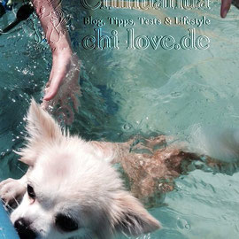 Chi-Love.de | BLOG | Magazin | Chihuahua-Planschparade | Chihuahuas im Wasser | 
