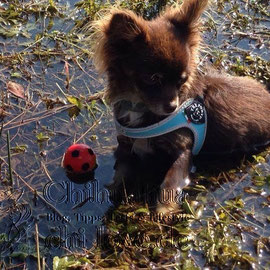 Chi-Love.de | BLOG | Magazin | Chihuahua-Planschparade | Chihuahuas im Wasser | Für ihren Ball legt sich Loona auch mitten in den Teich. 