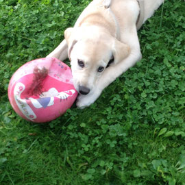 Hundesitting im Garten