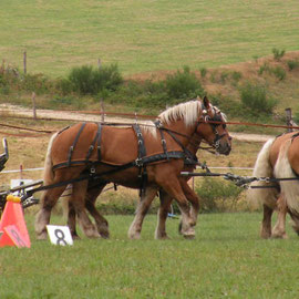 attelage à 4 chevaux