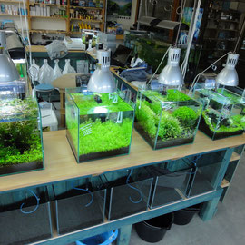 熱帯魚販売水槽