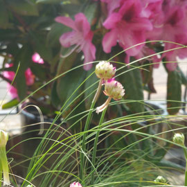 armeria