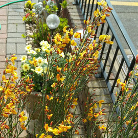 cytisus