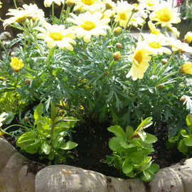 marguerite and lobelia