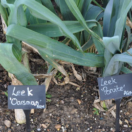 leeks